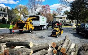 Best Stump Grinding and Removal  in Carney, MD