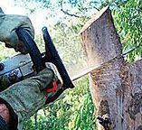 Best Tree Disease Treatment  in Carney, MD